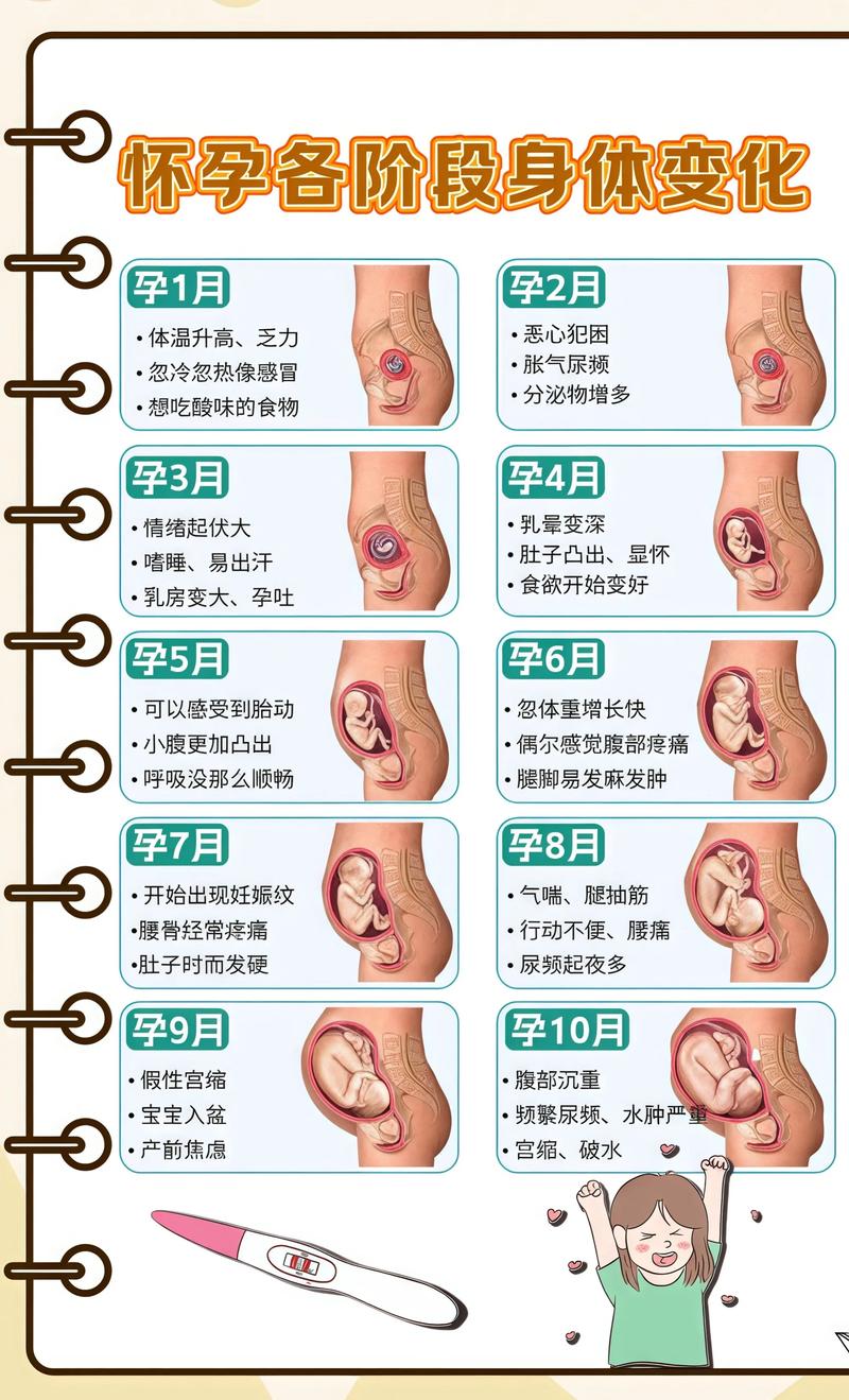揭秘供卵代孕妈妈怀孕小腹分两节，孕期变化的奥秘榆林代生机构: